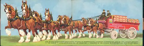 Pferde - Horse Auslieferung Brauerei Anheuser Busch Budweiser Klappkarte 1948