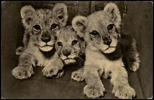 Ansichtskarte  Tiere - Tiger Babys 1962