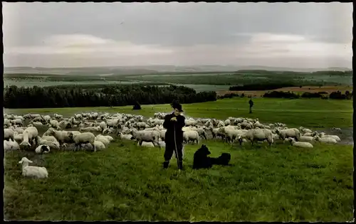 .Bayern Weidende Schafherde an der Hochrhönstraße - Colorfotokarte 1965