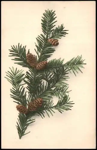 Ansichtskarte  Weihnachten - Christmas Tannenzweig - Künstlerte 1917