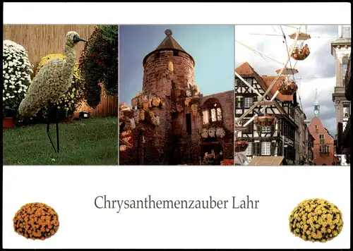 Ansichtskarte Lahr (Schwarzwald) Chrysanthemenzauber - MB 1982