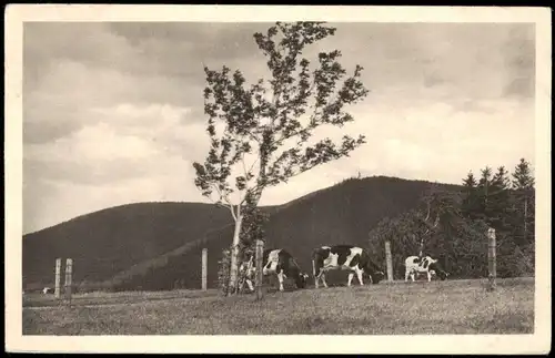 Kipsdorf-Altenberg (Erzgebirge) Bergweide mit der Tellkoppe - Kühe 1928