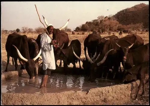 Ansichtskarte  Typen Afrika Africa Herde und Hirte 1992