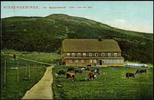 Spindlermühle Špindlerův Mlýn Spindelmühle Spindlerbaude Riesengebirge Kuh 1908