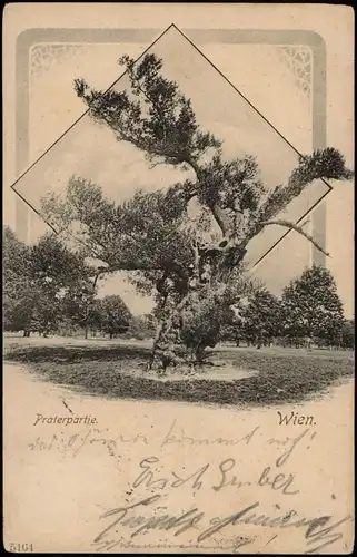 Ansichtskarte Wien Praterpartie - Alter Baum 1902