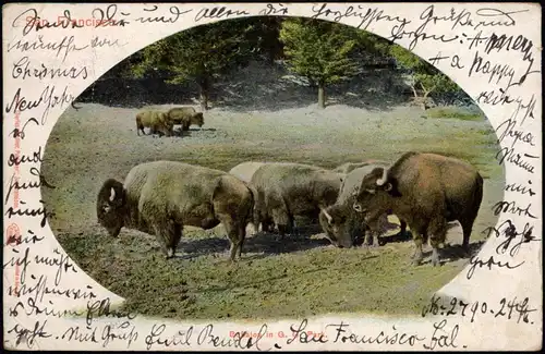 Postcard San Francisco Büffel Buffalo 1905