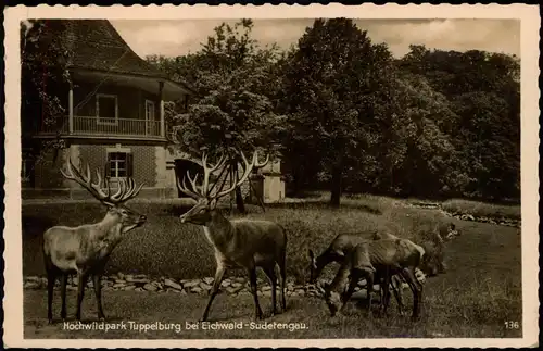 Postcard Eichwald (Erzgebirge) Dubí Hochwildpark Tuppelburg Hirsche 1940