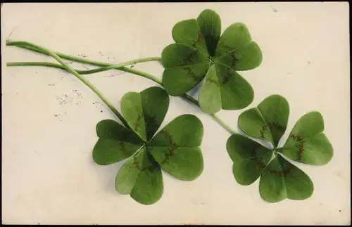 Ansichtskarte  Glück Symbol Künstlerkarte vierblättrige Kleeblätter 1921