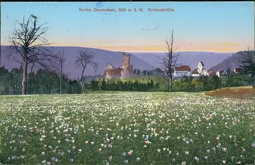 Bad Teinach-Zavelstein Ruine   Krokusblüte 1910    Landpoststempel "Z Calw"