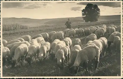 Ansichtskarte Beruf Landwirtschaft Schäfer Herde 1935  Stempel Saarabstimmung