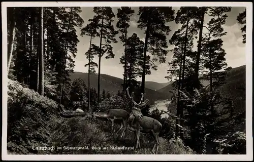 Ansichtskarte Calmbach-Bad Wildbad Hirsche im Klein-Enztal 1941