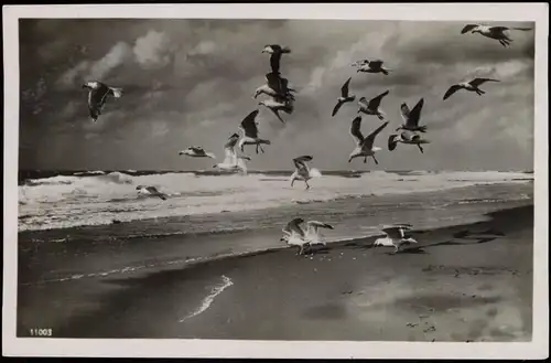 Ansichtskarte Sellin Möwen am Strand - Ostsee 1931