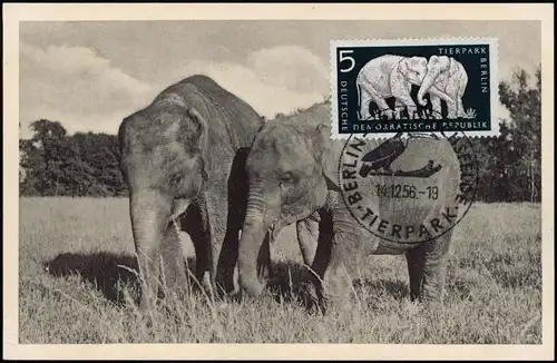 Ansichtskarte  Der Indische Elefant  1956 gel Sonderstempel u. Marke Zoo Berlin