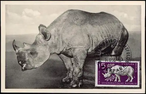 Ansichtskarte  Tiere Nashörner 1956  gel. Sonderstempel u. Marke Zoo Berlin