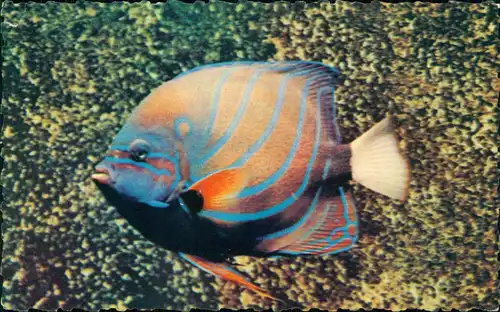 Ansichtskarte  Fisch Poisson-Roi Pomacanthus Aquarium Marin de Monaco 1961
