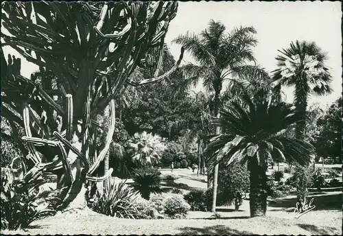 Postcard Monte-Carlo Les Jardin (Gärten) du Casino 1955