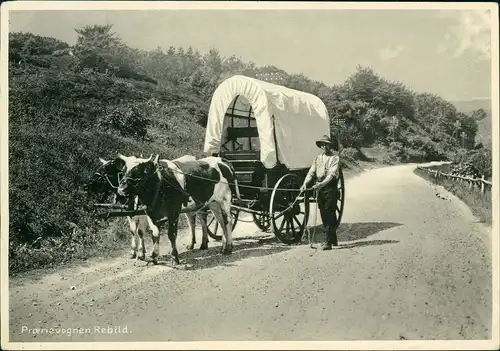 Postcard .Dänemark - Prærievognen Rebild, Ochsenkarren Landwirt 1953