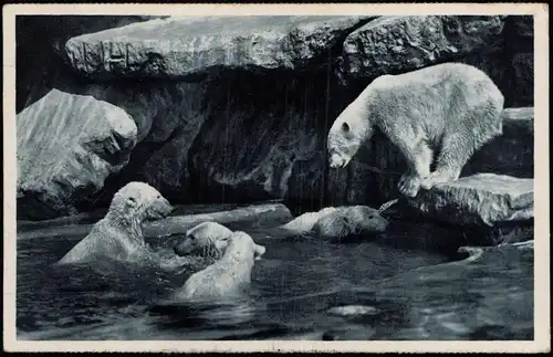 Ansichtskarte Stellingen-Hamburg Tierpark Hagenbeck - Eisbären 1930