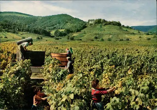 Deutsche Weinstraße Pfalz Weinlese am Fuße der Kropsburg 1960