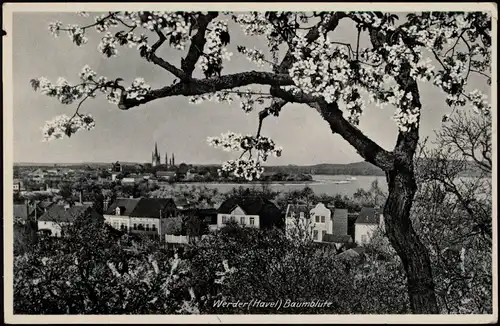 Ansichtskarte Werder (Havel) Panorama-Ansicht zur Zeit der Baumblüte 1941