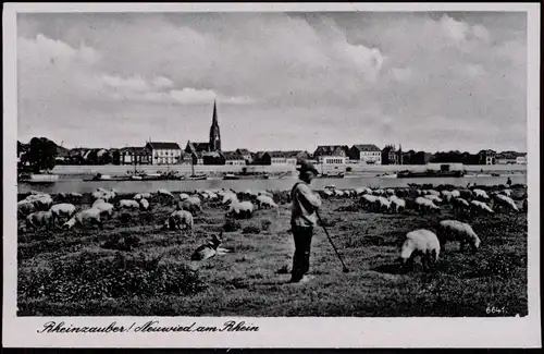 Neuwied (Rhein) Panorama, Partie am Rhein mit Schäfer und Schafen 1940