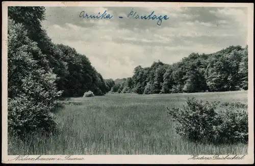 Ansichtskarte Niedernhausen Hinteres Daisbachtal, Arnika Plantage 1931