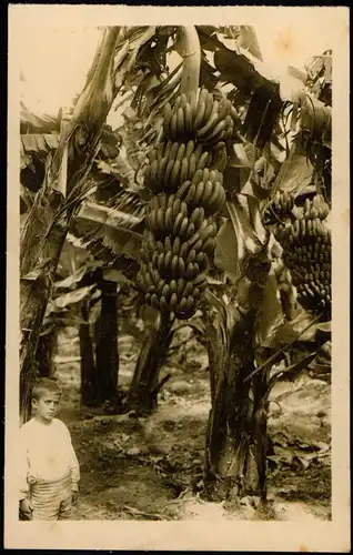 Postales Las Palmas de Gran Canaria Junge auf Bananen-Plantage 1922