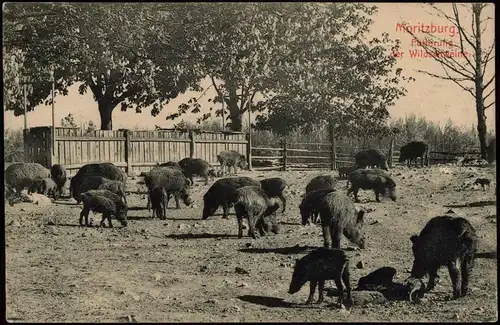 Ansichtskarte Moritzburg Fütterung der Wildschweine 1911