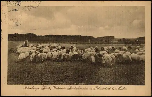 Hann. Münden Lüneburger Heide, Weidende Heidschnucken in Schmarbeck 1918