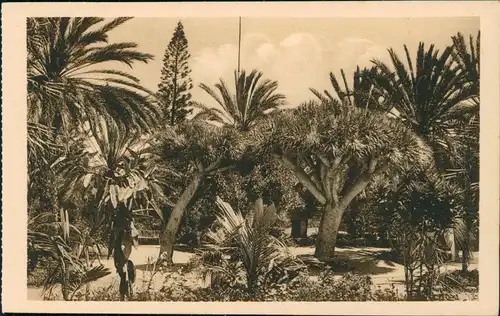 Las Palmas de Gran Canaria Parque de Santa Catalina, Los Dragos 1928
