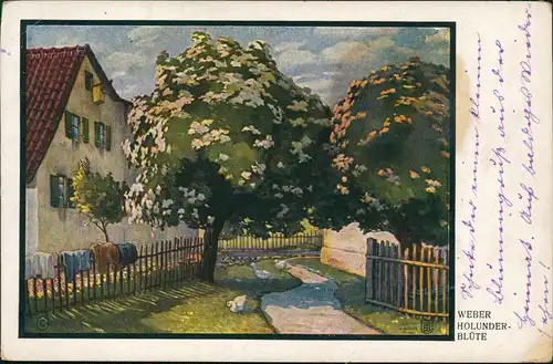 Ansichtskarte  Künstlerkarte Gemälde Kunstwerk: WEBER, Holunder-Blüte 1917