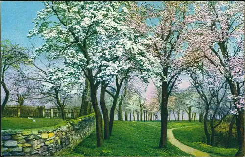 Ansichtskarte  Stimmungsbild Frühling, Baum-Blüte 1920