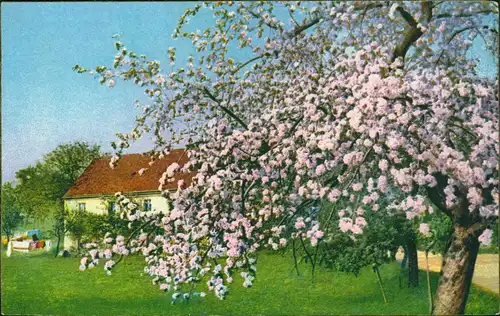 Ansichtskarte  Stimmungsbild: Frühling (Photo-Chromie-Karte) 1910