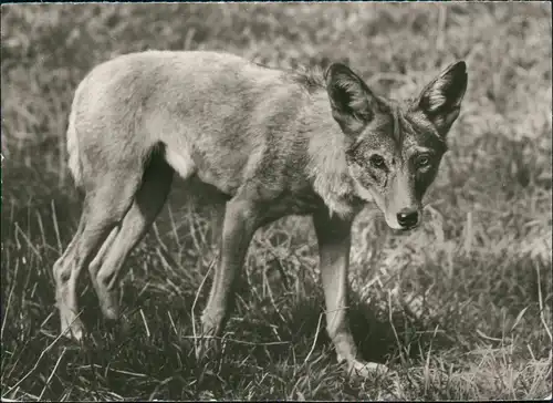 Ansichtskarte  DDR Tiermotiv-Postkarte mit Koyote 1979