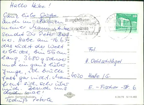 Ansichtskarte  DDR Tiermotiv-Postkarte mit Koyote 1979