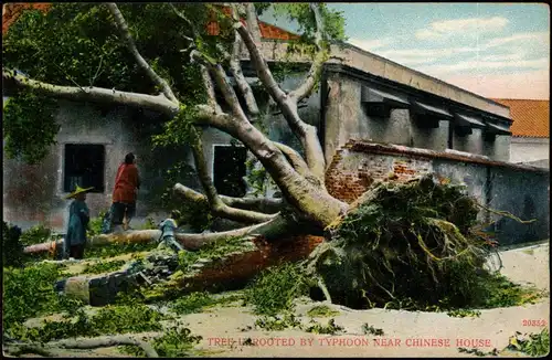 Postcard Hongkong TREE UNROOTED BY TYPHOON NEAR CHINESE HOUSE 1910