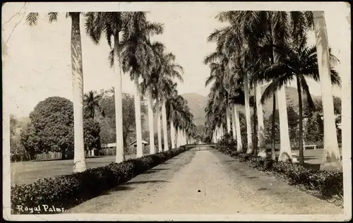 Postcard Honolulu Royal Palms Street View Palmen Allee 1920    Stempel HONOLULU