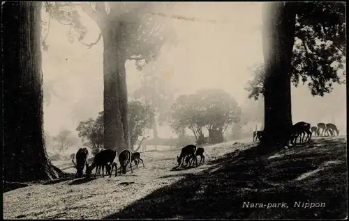 Postcard Japan Japan Nippon 日本 Nara-park Stimmungsbild 1907