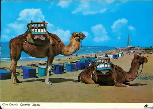 Gran Canaria Gran Canaria Canarias España Playa de Maspalomas Kamel 1972