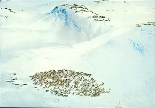 Norwegen Allgemein Norge. Reinsdyr i fjellet Norway Reindeer  mountain 1985