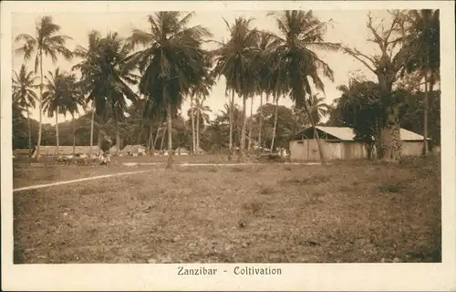 Sansibar Zanzibar زنگبار‎ Coltivation - Tansania Tanzania 1931