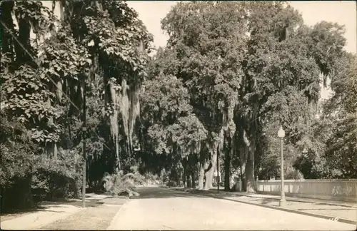 Postcard New Iberia Street view Trees 1929