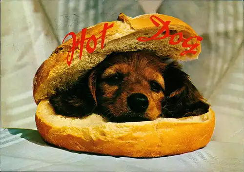 Ansichtskarte  Tiere - Hunde Humorkarte Scherzkarte Hund als "Hot Dog" 1987