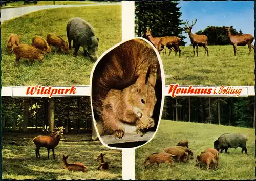 Neuhaus im Solling-Holzminden Umland Wildpark Tiere (Mehrbildkarte) 1966