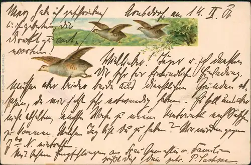 Ansichtskarte  Tiere Vögel Künstlerkarte Bird 1901  gel.  Arnsdorf nach Gaussig