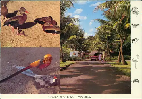Postcard Mauritius Ile Maurice CASELA BIRD PARK MAURITIUS 1990