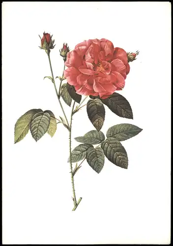 Ansichtskarte  Botanik :: Blumen Roseicinalis. Künstlerkarte 1999