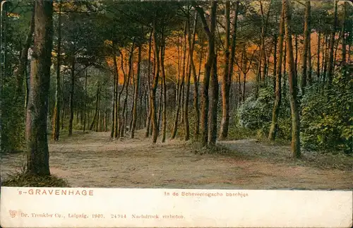 Postkaart Den Haag Den Haag In de Scheveningsche boschjes 1903