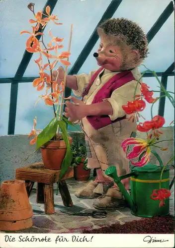 Ansichtskarte  Mecki (Diehl-Film) bei der Blumen Pflanzen Pflege 1971