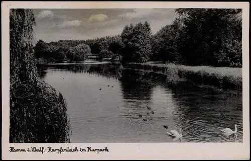 Ansichtskarte Hamm (Westfalen) Karpfenteich im Kurpark, Schwäne 1953/1938